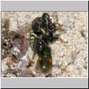 Oxybelus bipunctatus - Fliegenspiesswespe 02b 5mm Paarung mit Fliege als Opfer - OS-Wallenhorst-Tongrube-Lehmwiese.jpg